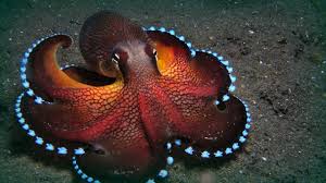 octopus