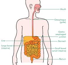 oesophagus