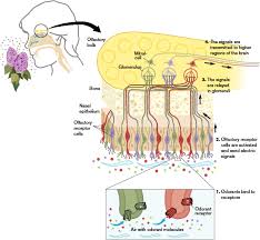 olfaction