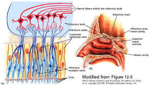 olfactory