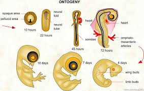 ontogeny