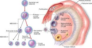 oocyte