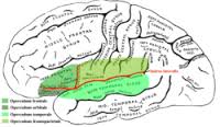 operculum