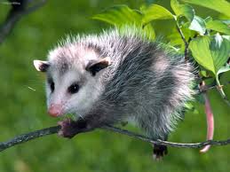 opossum