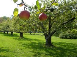 orchard