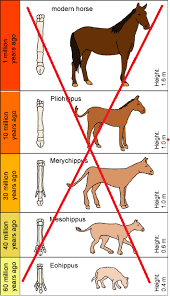 orthogenetic