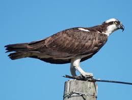 osprey