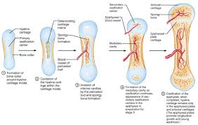 ossification