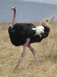 ostrich