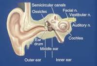 otology