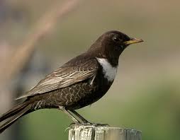 ouzel