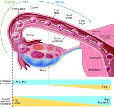 oviduct