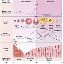 ovulation