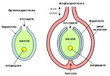 ovule