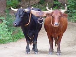 oxen