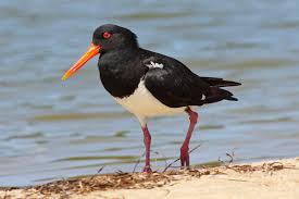 oystercatcher