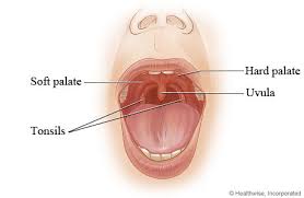 palate