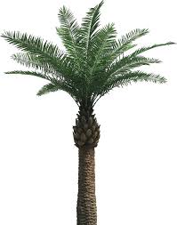 palm