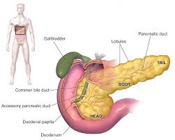 pancreatic