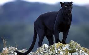 panther