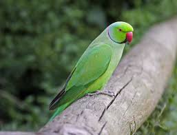 parakeet