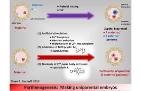 parthenogenesis