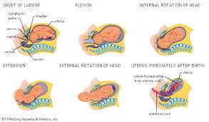 parturition