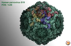 parvovirus