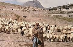 pastoralism