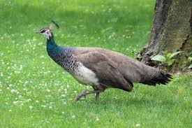 peahen