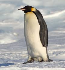 penguin