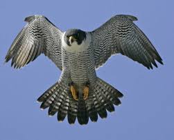 peregrine