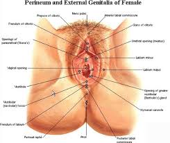 perineum