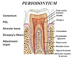 periodontium