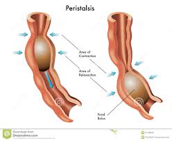 peristalsis