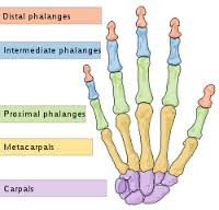 phalange