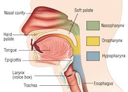 pharyngeal