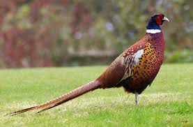 pheasant