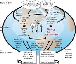 phenology