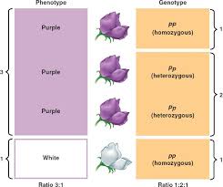 phenotype