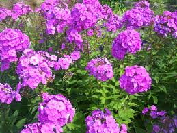 phlox