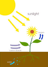 photosynthesis