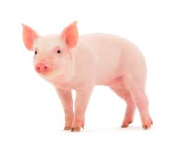 pig