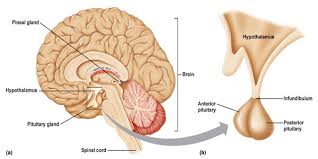 pituitary