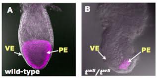 pluripotential