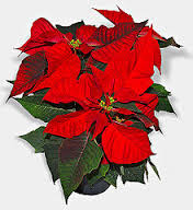 poinsettia