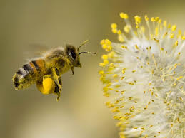 pollen