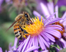 pollination