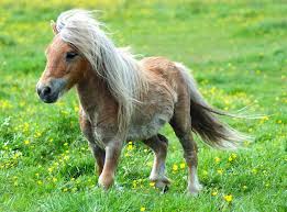 pony