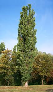 poplar